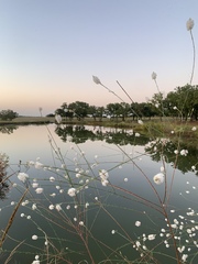 Oenothera glaucifolia