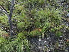 Bulbostylis paradoxa