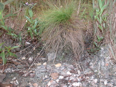 Bulbostylis paradoxa