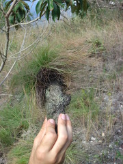 Bulbostylis paradoxa