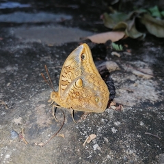 Opsiphanes boisduvallii