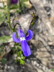 Lobelia dentata
