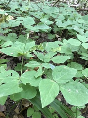Hylodesmum pauciflorum
