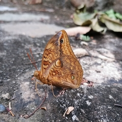 Opsiphanes boisduvallii