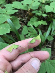 Hylodesmum pauciflorum