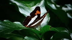 Adelpha paroeca paroeca