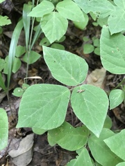 Hylodesmum pauciflorum