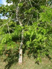 Bowdichia virgilioides