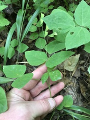 Hylodesmum pauciflorum