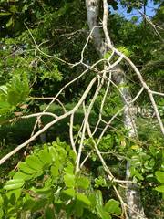 Bowdichia virgilioides