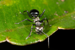 Polyrhachis cleopatra