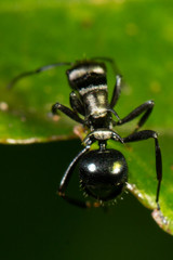 Polyrhachis cleopatra