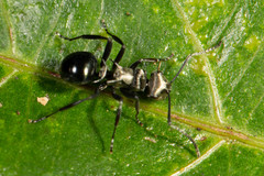 Polyrhachis cleopatra
