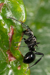 Polyrhachis cleopatra