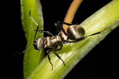 Polyrhachis cupreata