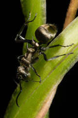 Polyrhachis cupreata