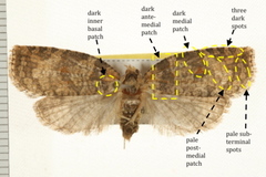 Cryptoptila immersana