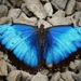 Morpho helenor narcissus - Photo (c) darielsaqui, some rights reserved (CC BY-NC), uploaded by darielsaqui