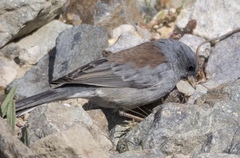 Junco