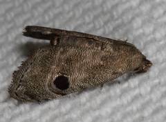 Abablemma brimleyana