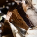 Memphis arginussa eubaena - Photo (c) darielsaqui, osa oikeuksista pidätetään (CC BY-NC), lähettänyt darielsaqui
