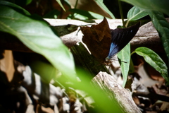 Memphis arginussa eubaena