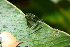Dismorphia zathoe pallidula