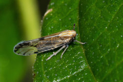 Peregrinus maidis