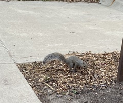 Sciurus carolinensis