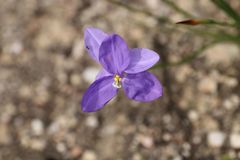 Patersonia occidentalis