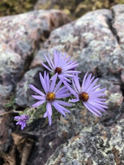 Symphyotrichum sericeum