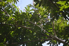 Vireo cassinii