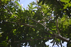 Vireo cassinii
