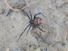 Latrodectus thoracicus