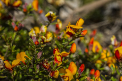 Pultenaea microphylla