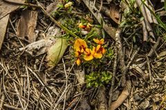 Pultenaea microphylla