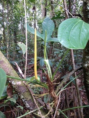 Anthurium rotundatum