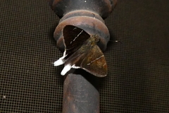 Murgaria doryssus doryssus