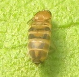 Scuttle fly