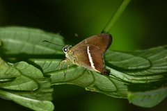 Aguna coelus