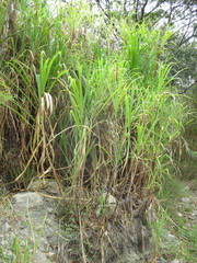 Miscanthus × longiberbis
