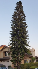 Araucaria columnaris