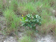Palicourea rigida