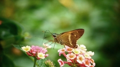 Niconiades incomptus