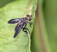 Galactomyia