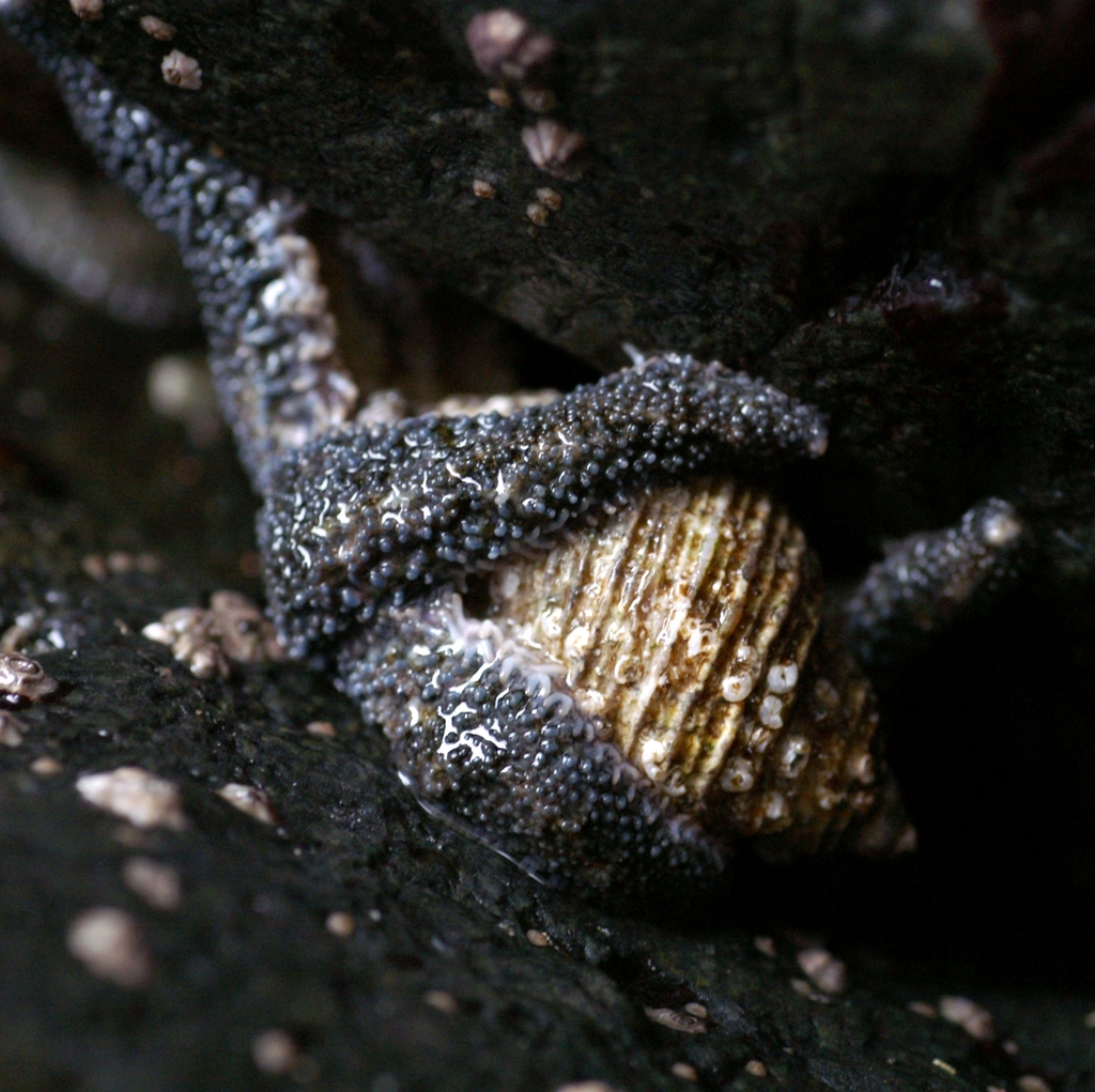 Leptasterias hexactis