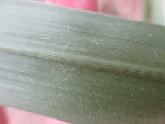 Miscanthus × longiberbis