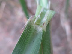 Miscanthus × longiberbis