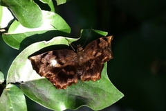 Achlyodes busirus heros