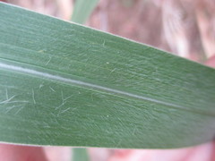 Miscanthus × longiberbis